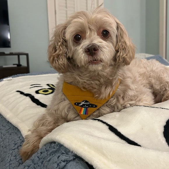 Mr. Appleby’s Pop Up Share Show - Picture 1 of 10